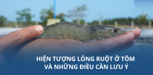 Hiện tượng lỏng ruột ở tôm và những điều cần lưu ý